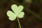 Slender yellow woodsorrel